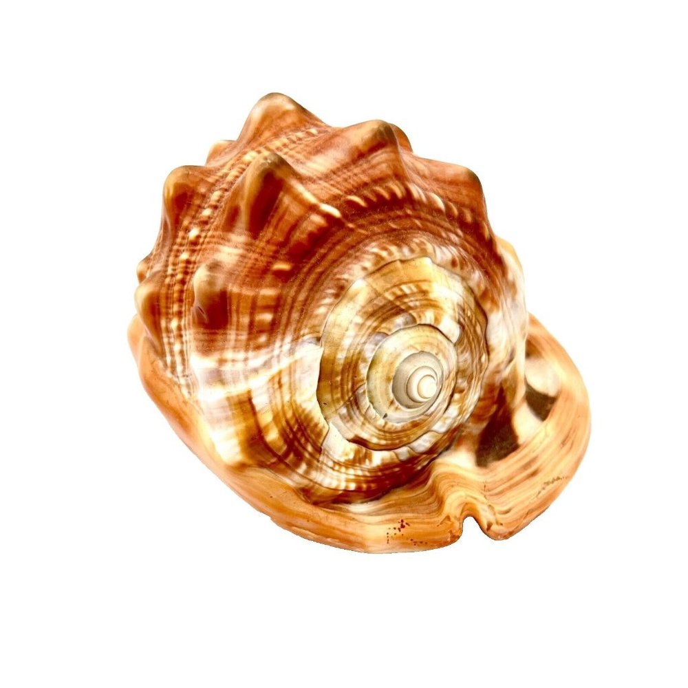CASSIS RUFA Seashell Helmet Red Bull Mouth Cameo Conch 5.5" Coastal Gradma Beach - Picture 2 of 7